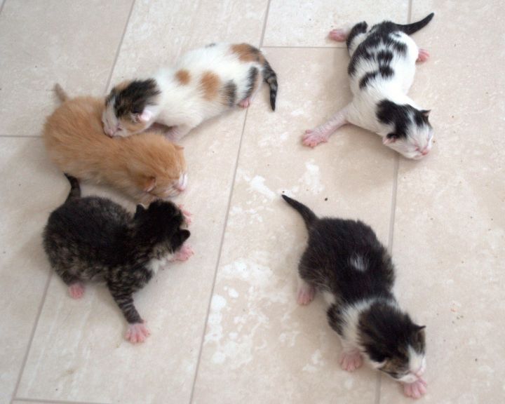 Tickles & her 5 Kittens 2