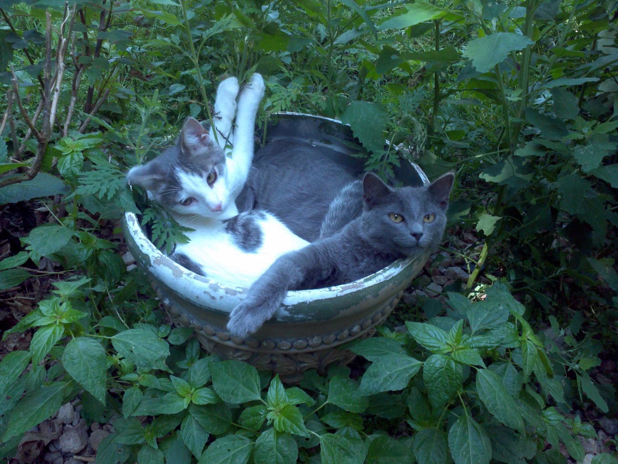 Barn cats, an adoptable Tabby in Three Oaks, MI, 49128 | Photo Image 1