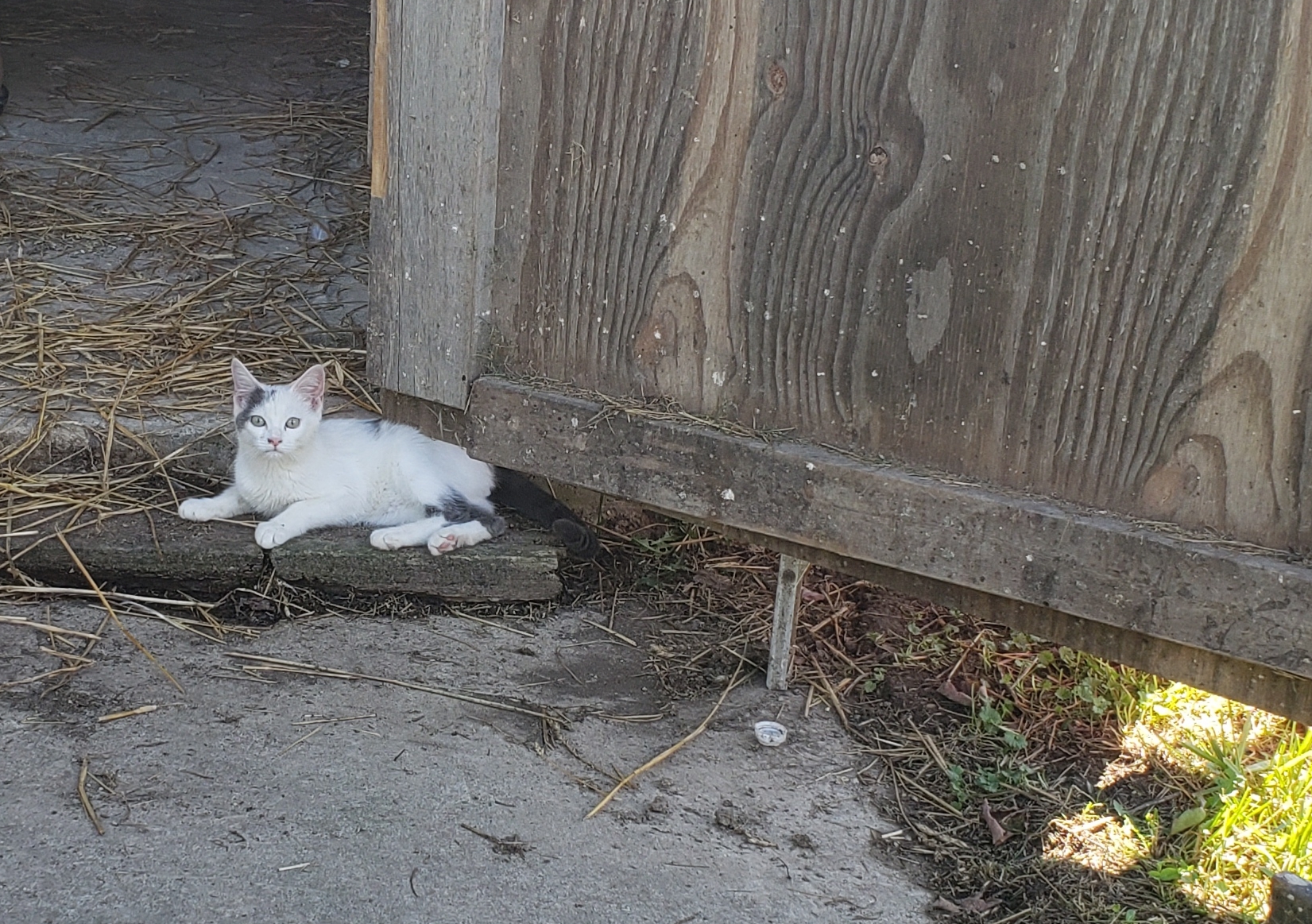 Barn cats, an adoptable Tabby in Three Oaks, MI, 49128 | Photo Image 4