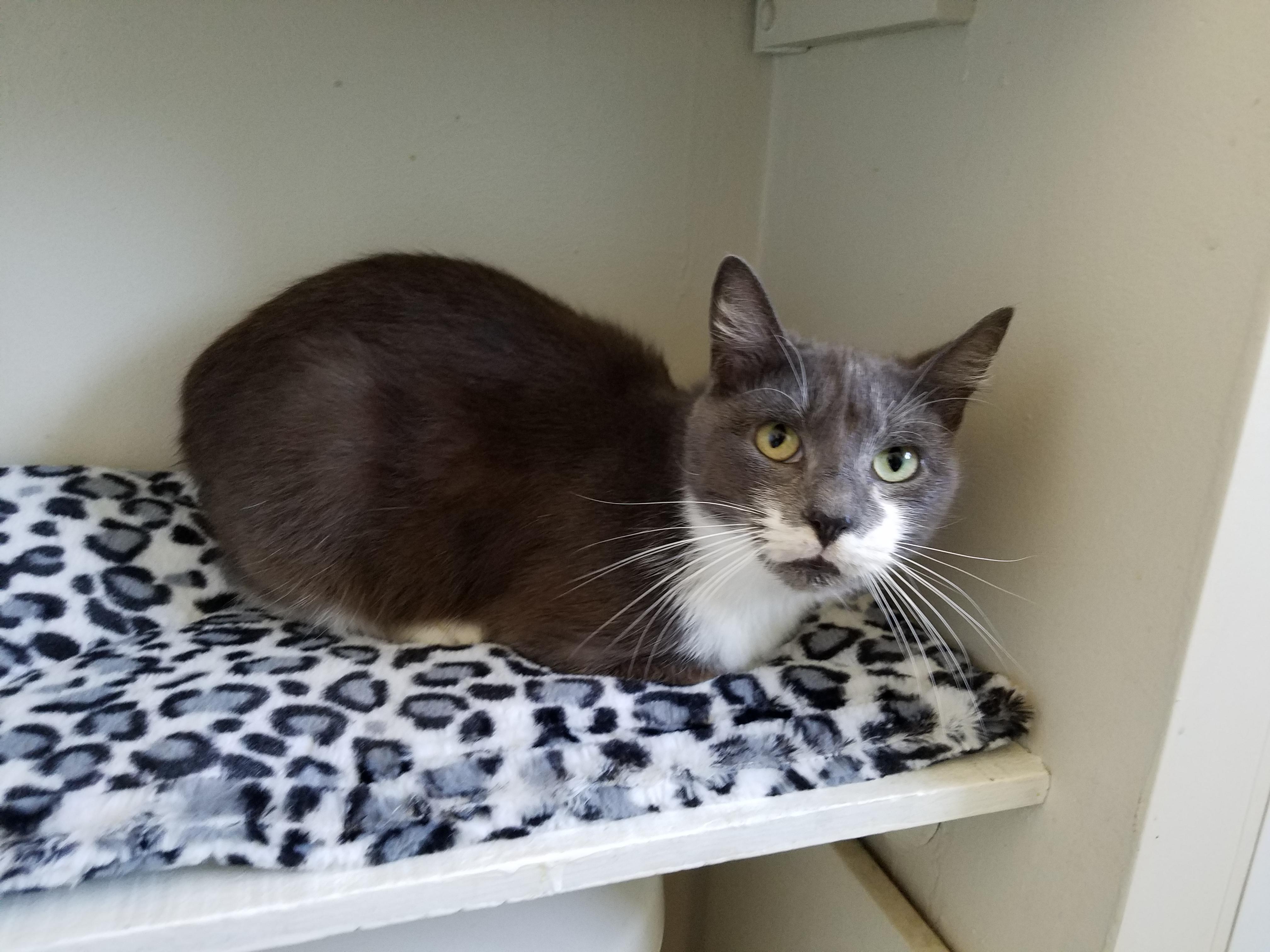 Granny, an adoptable Domestic Short Hair in Carbondale, PA, 18407 | Photo Image 2