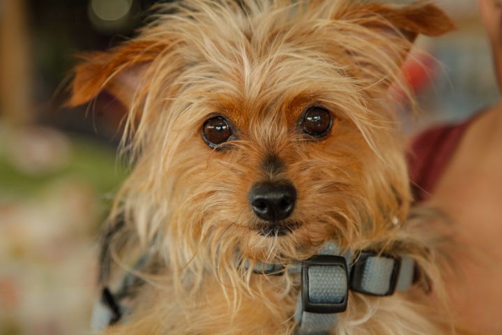Fifi, an adopted Chihuahua & Yorkshire Terrier Mix in Los Angeles, CA_image-1
