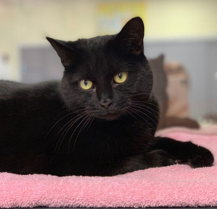 Cat For Adoption Jangle A Domestic Short Hair In Battle Creek Mi Petfinder