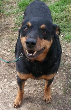 Rottweiler Doberman Mix Puppy