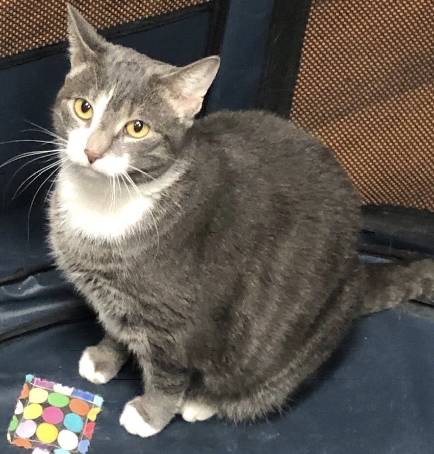 Jessica (gray tabby), an adoptable Domestic Short Hair, Tabby in Philadelphia, PA, 19111 | Photo Image 2