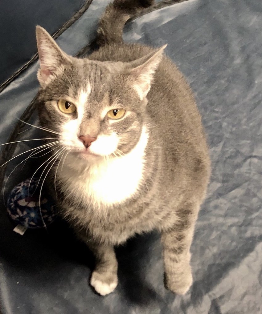 Jessica (gray tabby), an adoptable Domestic Short Hair, Tabby in Philadelphia, PA, 19111 | Photo Image 3