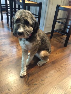 Lucy "Aussiedoodle" *LOCATED IN PA.