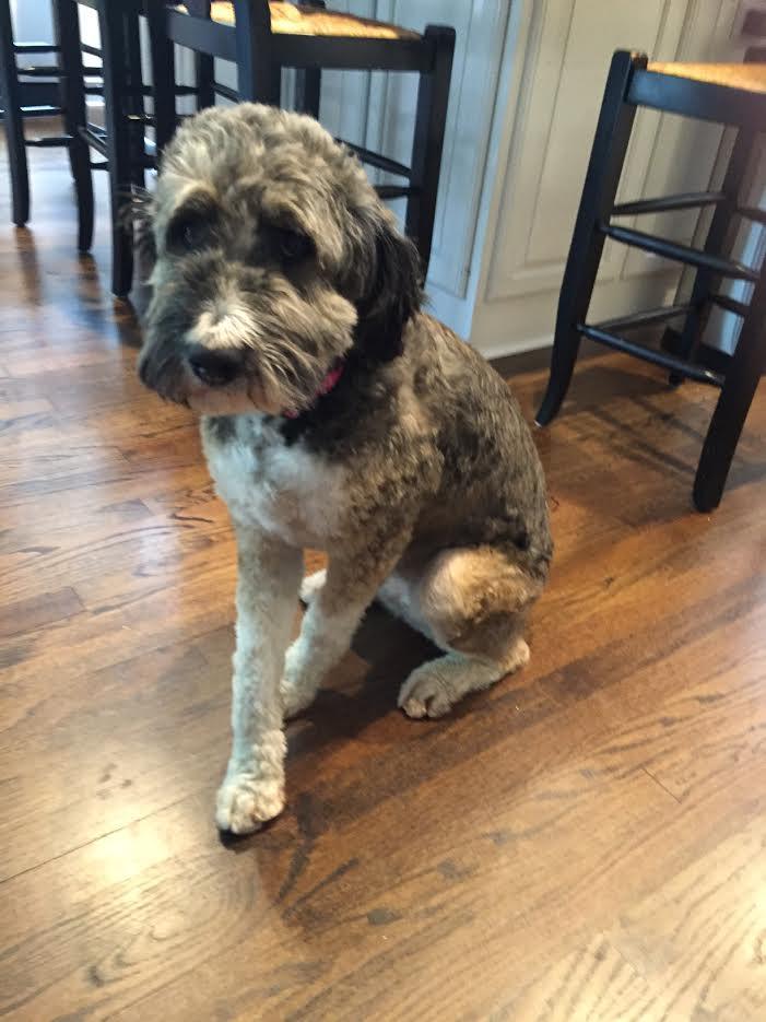 Lucy "Aussiedoodle" *LOCATED IN PA. 1