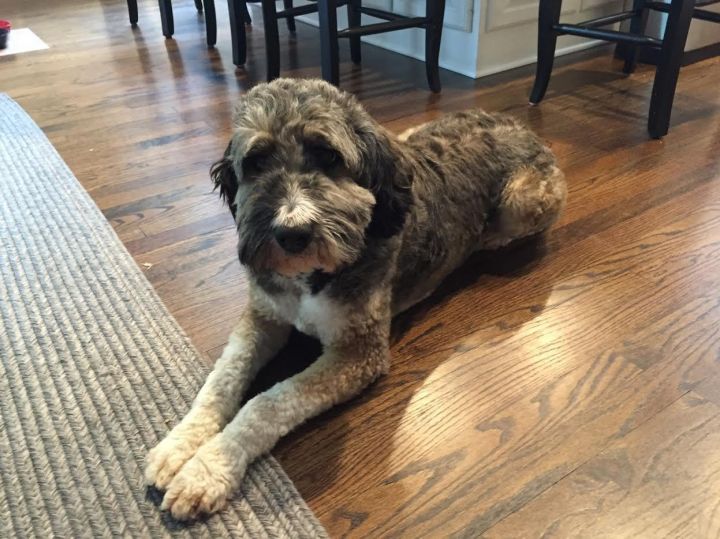 Lucy "Aussiedoodle" *LOCATED IN PA. 3