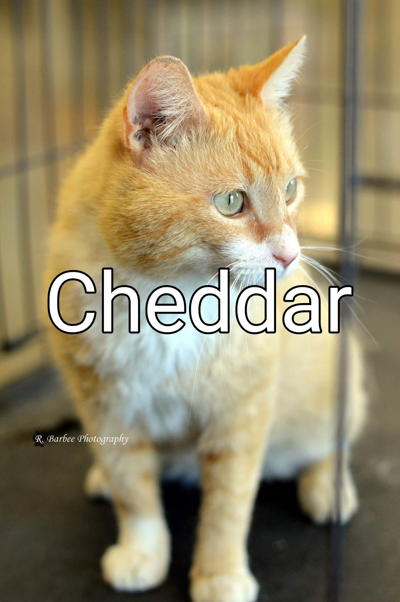 Cheddar detail page