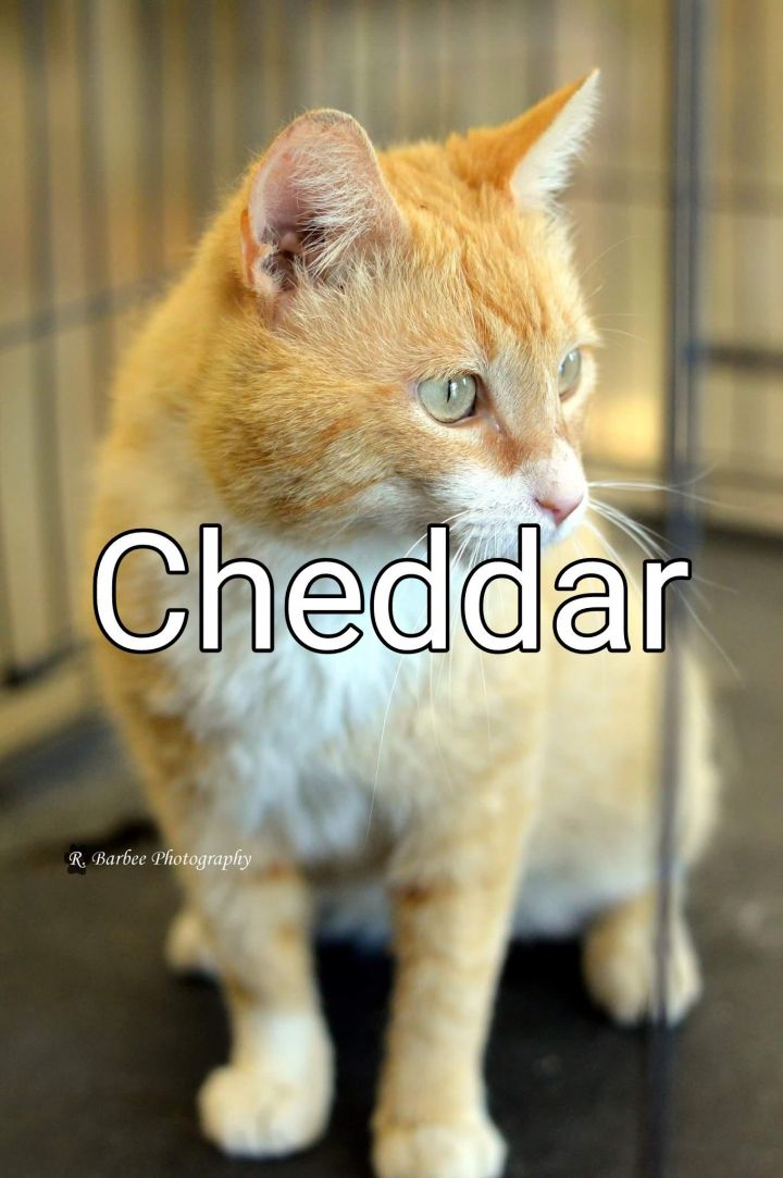 Cheddar 1