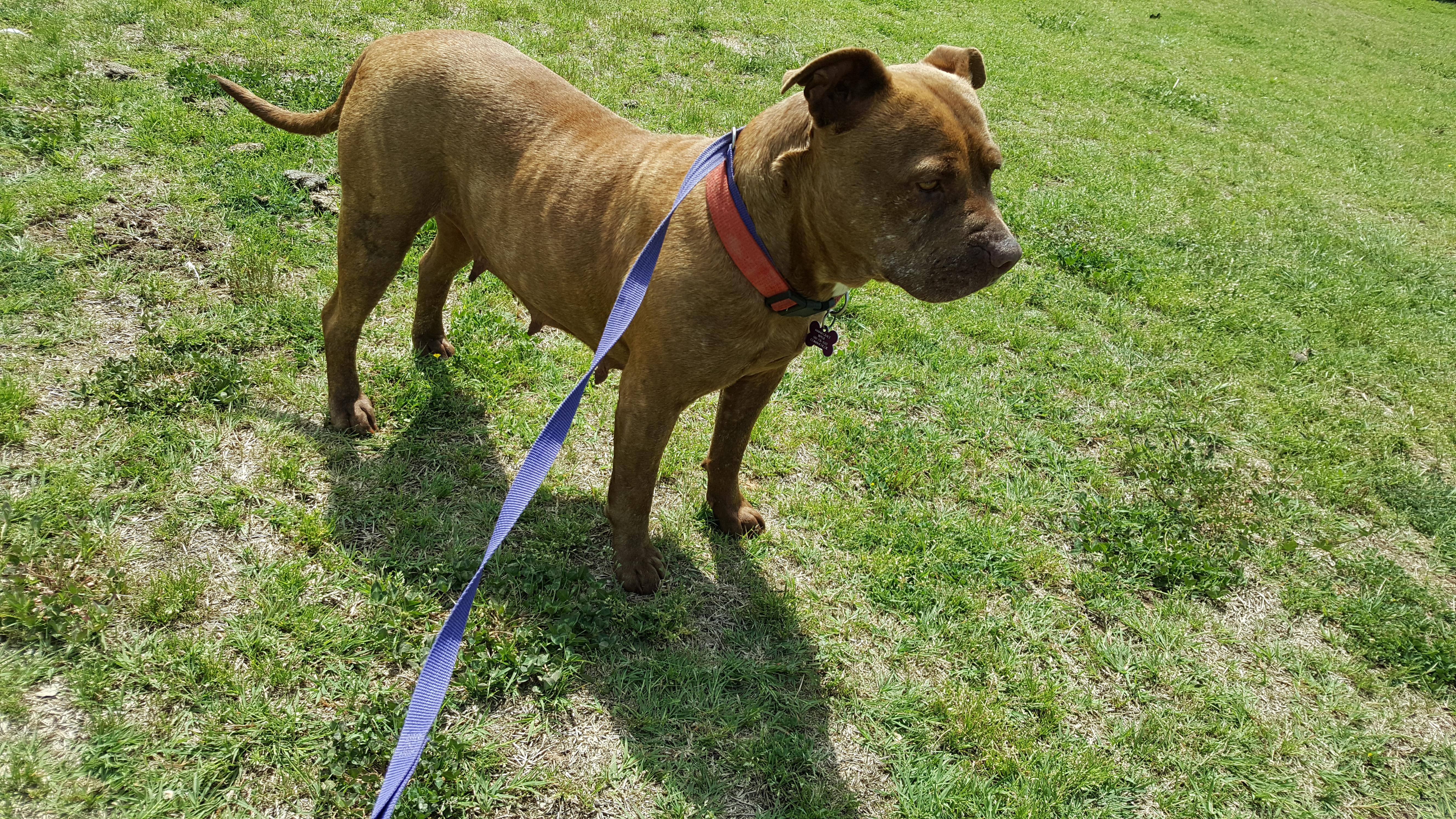 Gracie, an adoptable Pit Bull Terrier in Tuttle, OK, 73089 | Photo Image 3