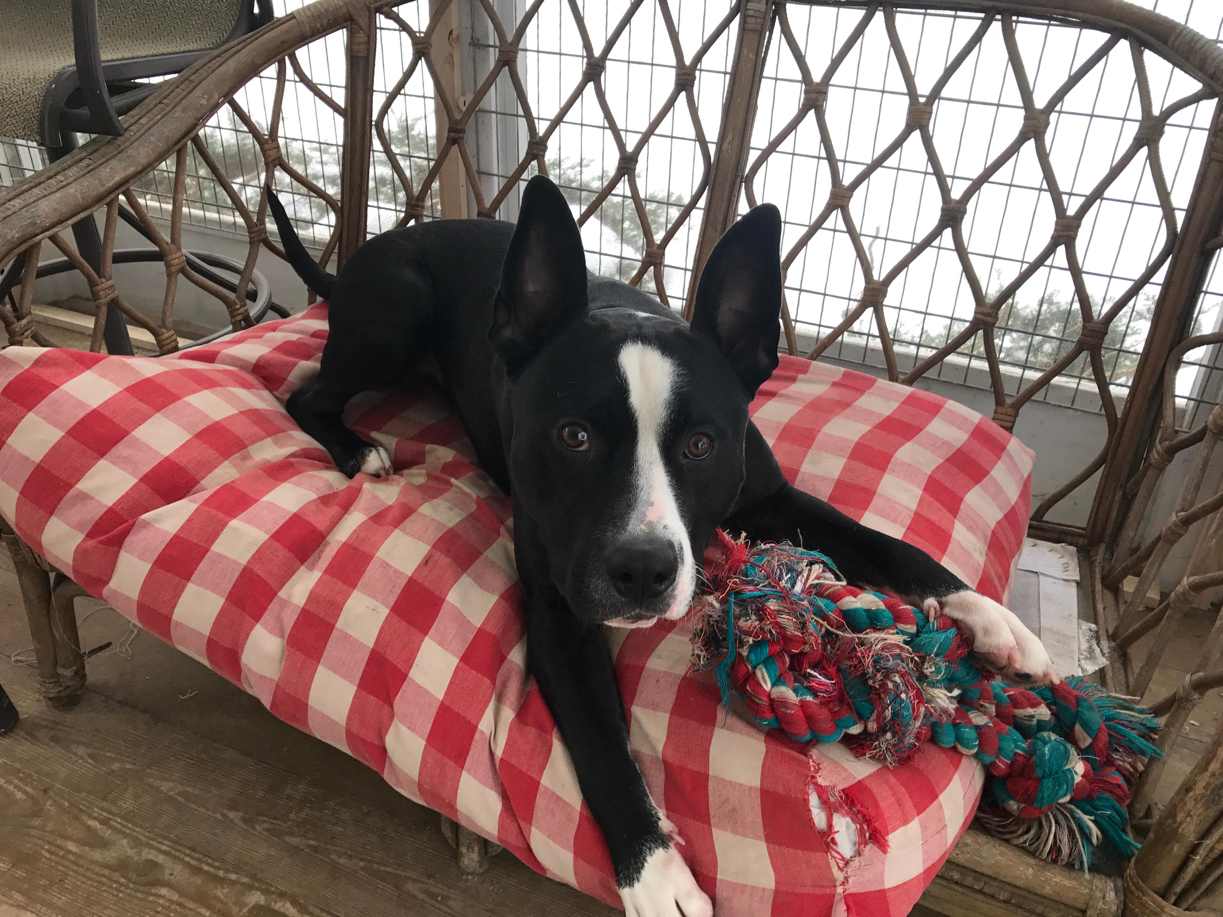 GALILEO, an adoptable American Staffordshire Terrier, Great Dane in Morris, NY, 13808 | Photo Image 2