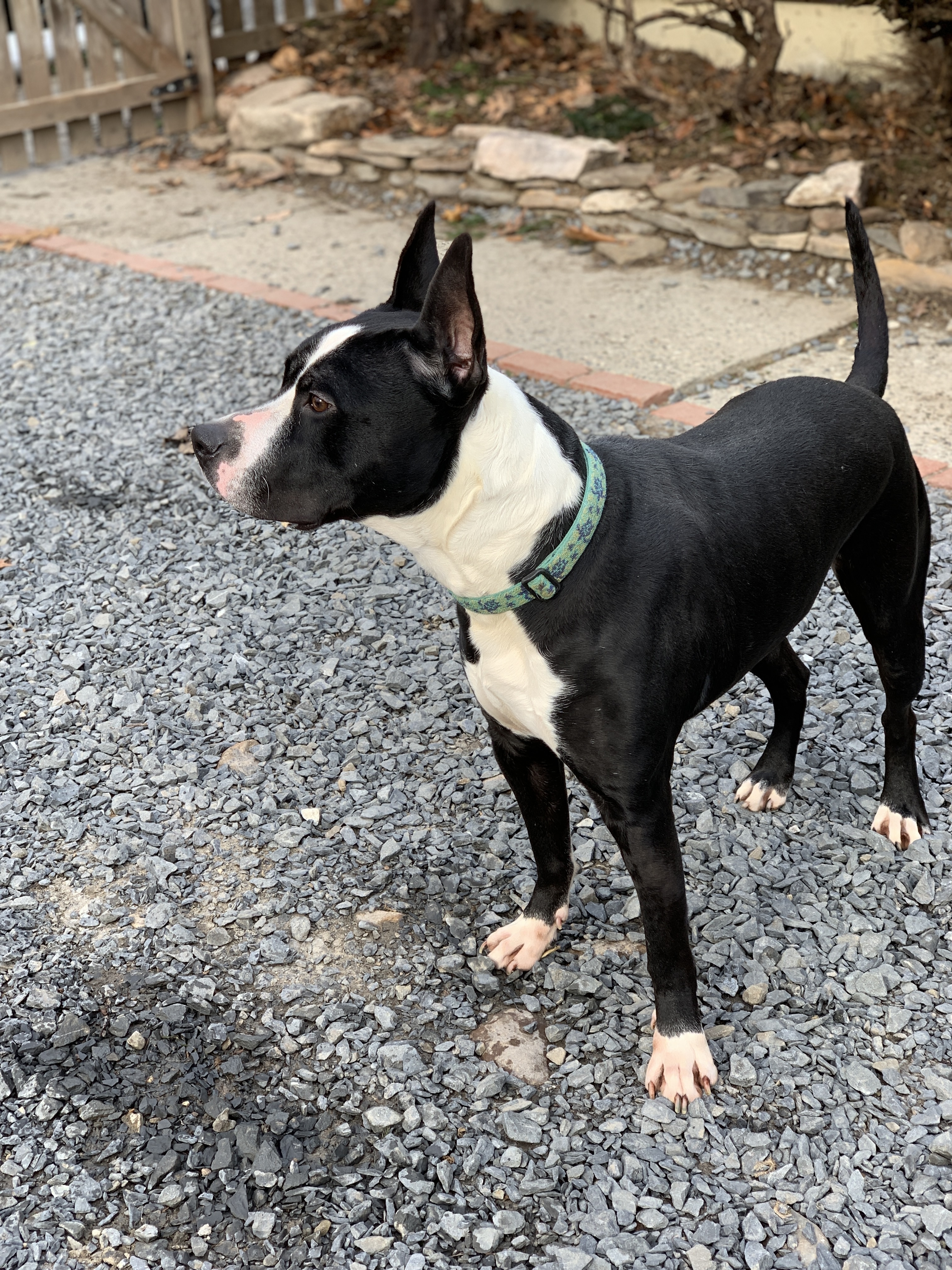 GALILEO, an adoptable American Staffordshire Terrier, Great Dane in Morris, NY, 13808 | Photo Image 3