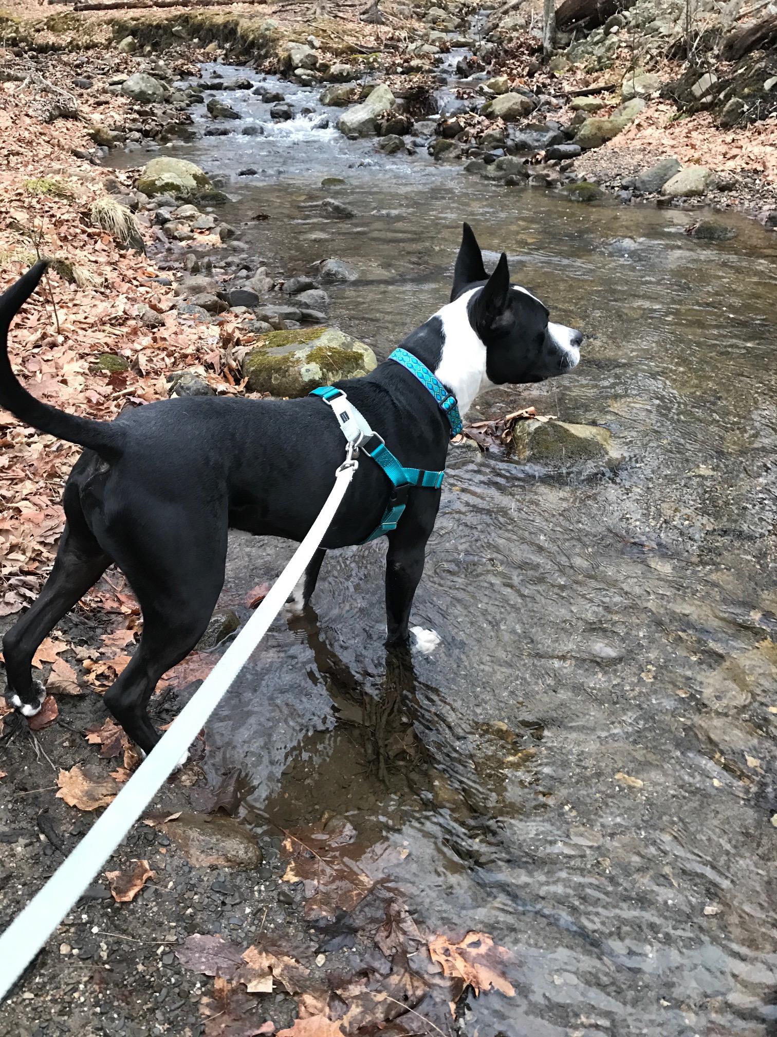 GALILEO, an adoptable American Staffordshire Terrier, Great Dane in Morris, NY, 13808 | Photo Image 4