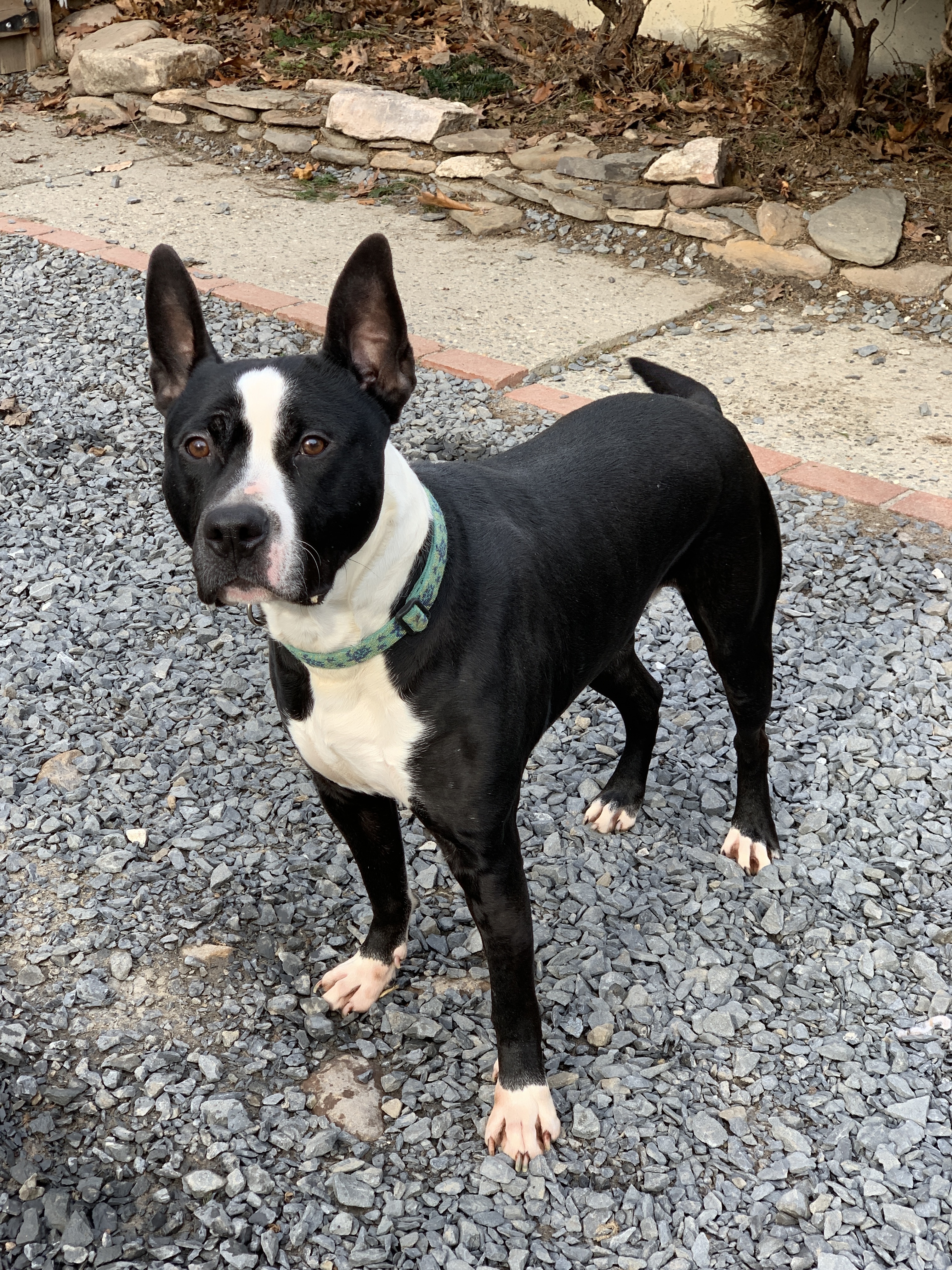 GALILEO, an adoptable American Staffordshire Terrier, Great Dane in Morris, NY, 13808 | Photo Image 6