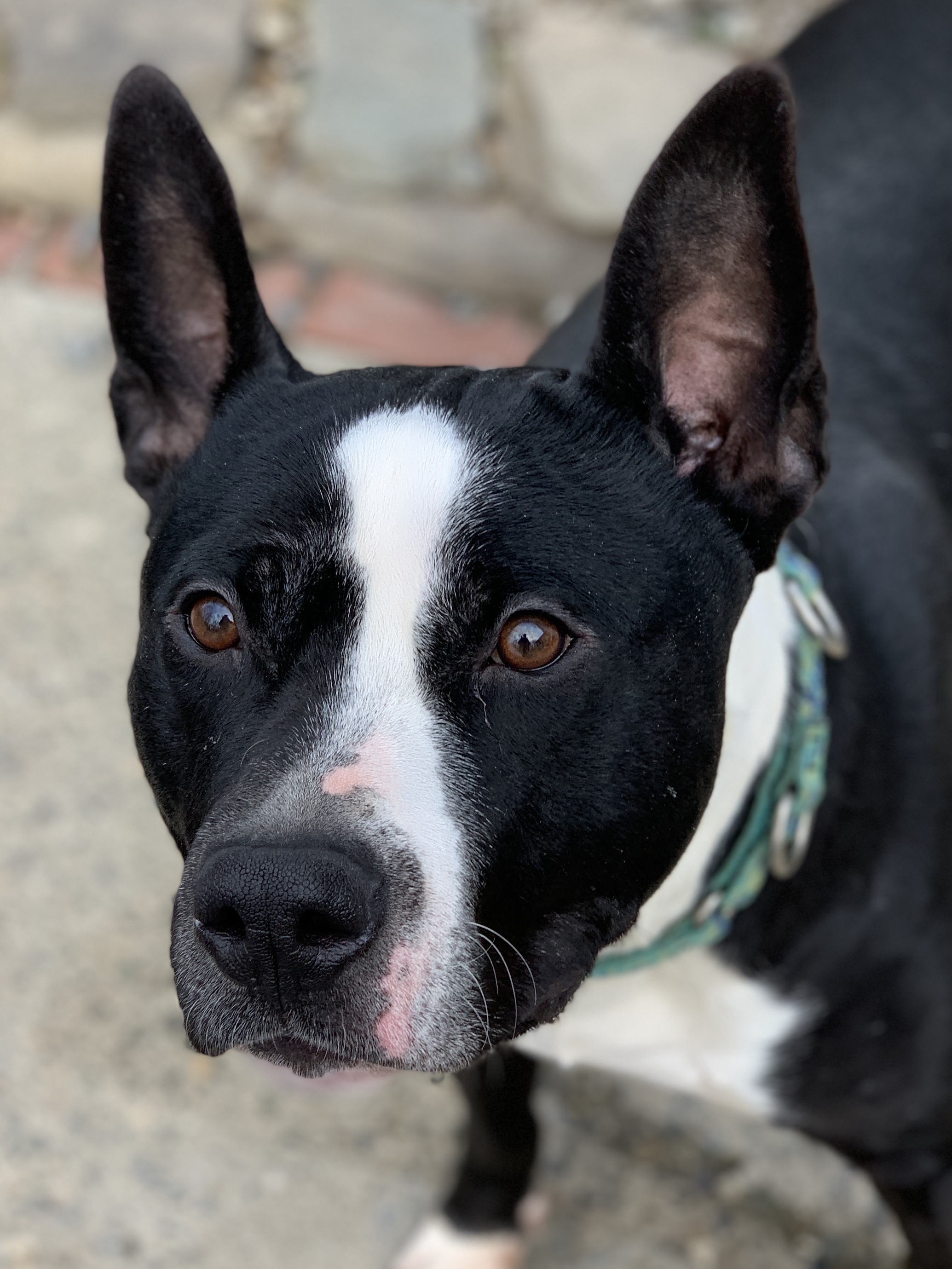 GALILEO, an adoptable American Staffordshire Terrier, Great Dane in Morris, NY, 13808 | Photo Image 1