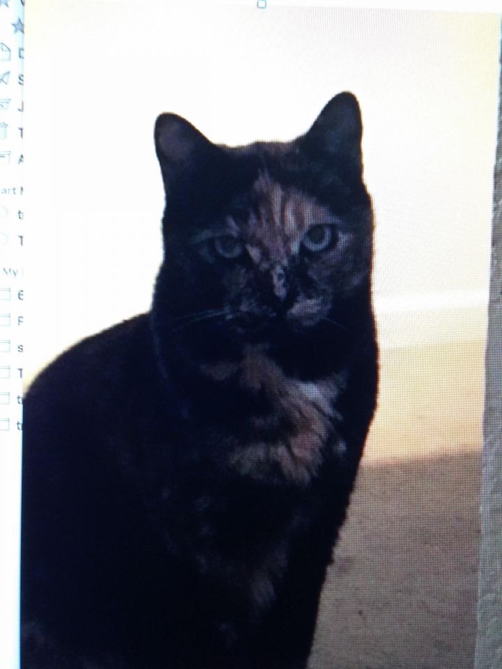Tinka, an adopted Tortoiseshell Mix in Stanford, CA_image-1