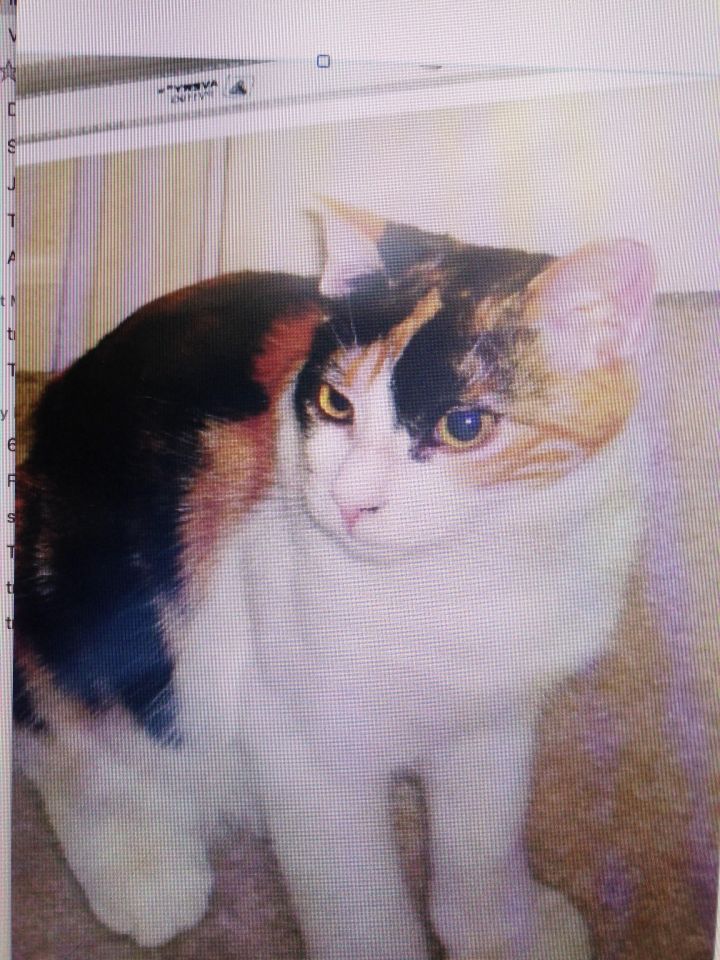 Sweet Pea, an adopted Calico in Stanford, CA_image-1