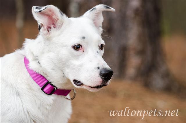 Athena, an adoptable Australian Shepherd, Labrador Retriever in Atlanta, GA, 30305 | Photo Image 2
