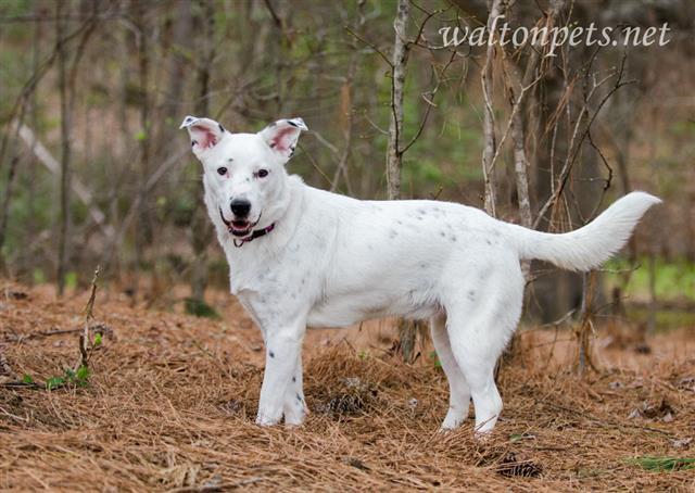 Athena, an adoptable Australian Shepherd, Labrador Retriever in Atlanta, GA, 30305 | Photo Image 3