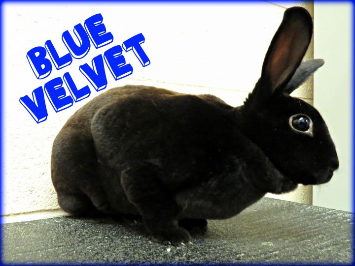 Blue Velvet (spayed) 2