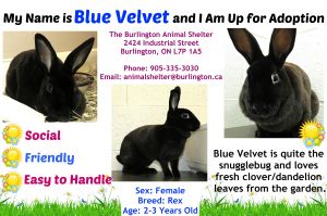 Blue Velvet (spayed)