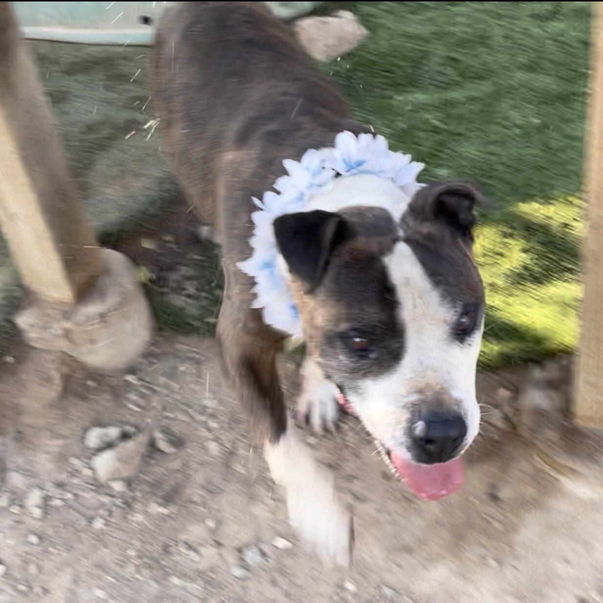 Adorable Emmett Smith_ handome brindle and white, an adoptable Staffordshire Bull Terrier, American Staffordshire Terrier in Acton, CA, 93510 | Photo Image 3