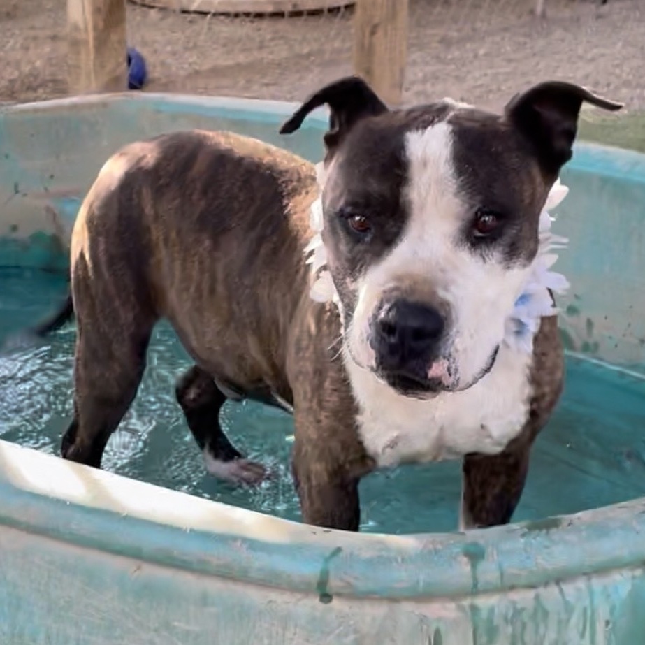 Adorable Emmett Smith_ handome brindle and white, an adoptable Staffordshire Bull Terrier, American Staffordshire Terrier in Acton, CA, 93510 | Photo Image 1