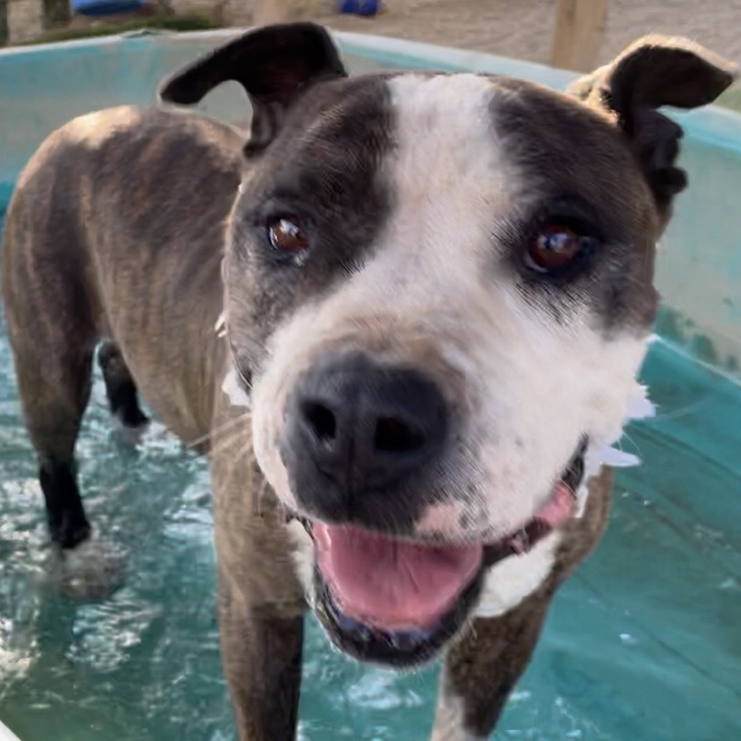 Adorable Emmett Smith_ handome brindle and white, an adoptable Staffordshire Bull Terrier, American Staffordshire Terrier in Acton, CA, 93510 | Photo Image 6