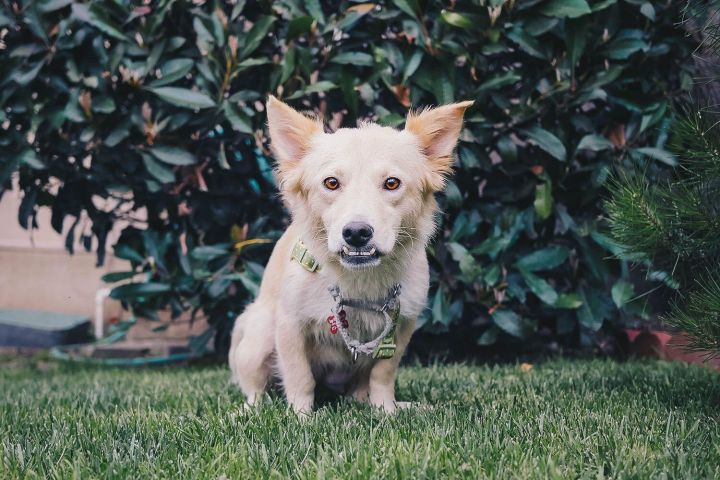 Gypsy, an adopted Corgi & Jindo Mix in Los Angeles, CA_image-1