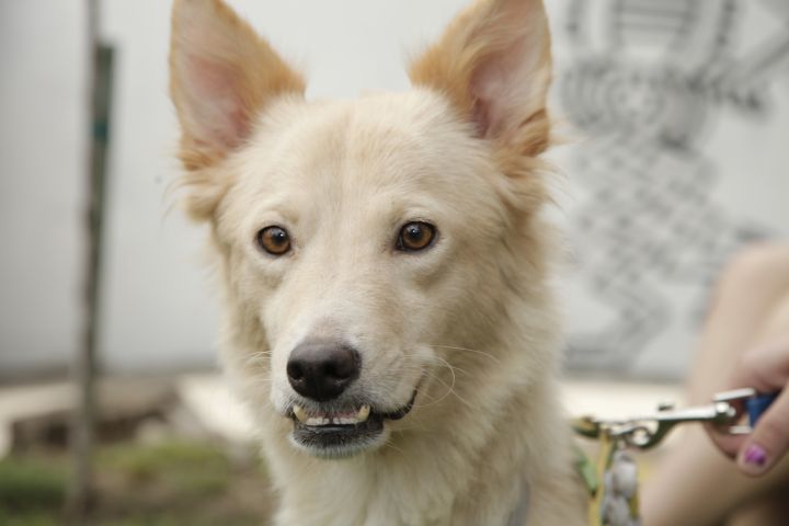 Gypsy, an adopted Corgi & Jindo Mix in Los Angeles, CA_image-5