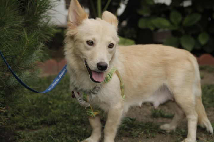 Gypsy, an adopted Corgi & Jindo Mix in Los Angeles, CA_image-6