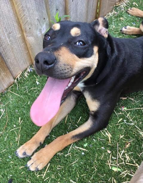 Giulia, an adopted Rottweiler & Terrier Mix in Chicago, IL_image-2