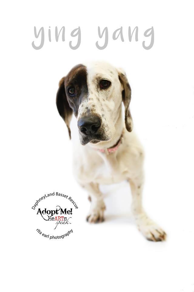 Ying Yang, an adoptable Catahoula Leopard Dog, Basset Hound in Acton, CA, 93510 | Photo Image 1