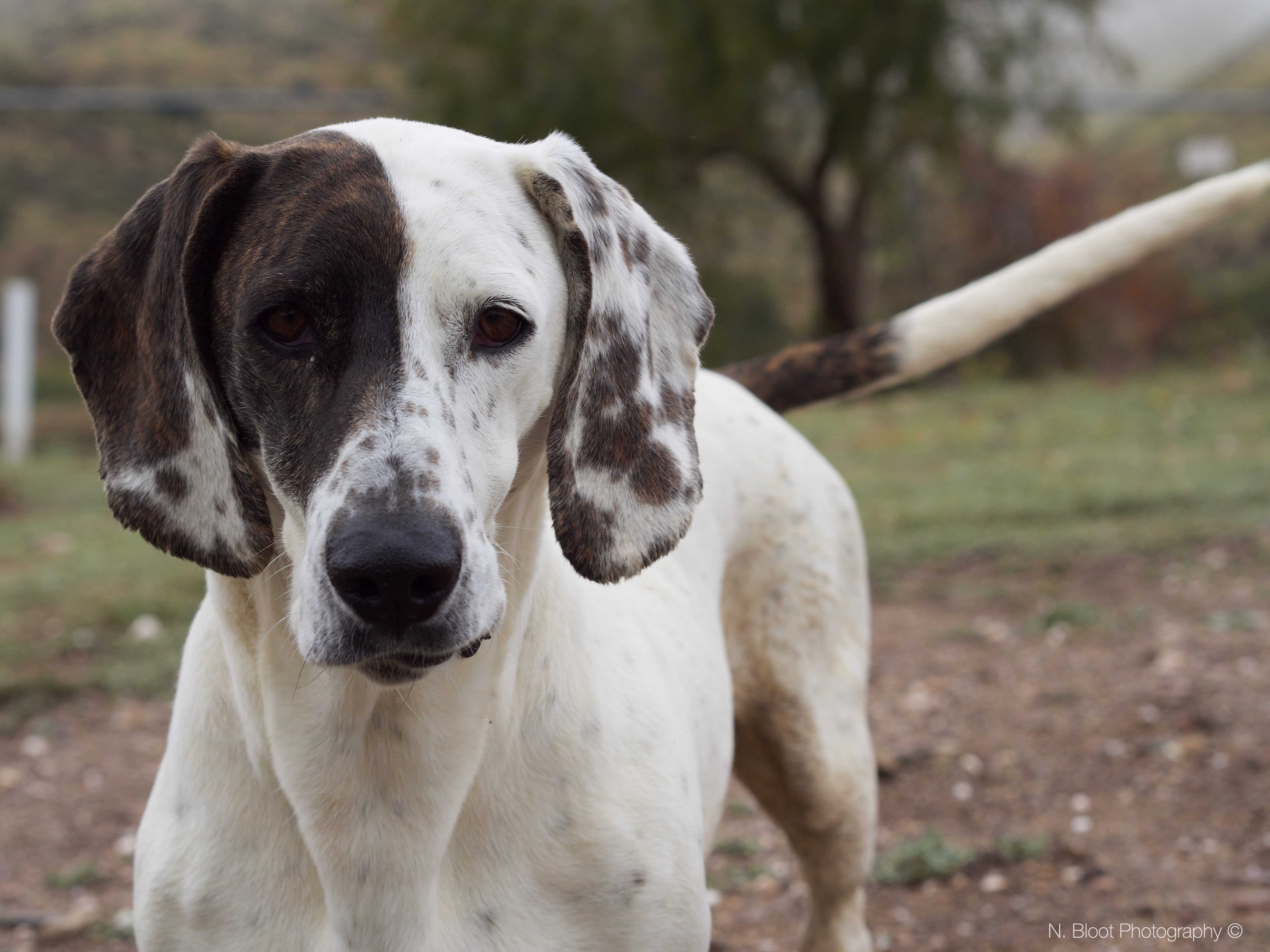 Ying Yang, an adoptable Catahoula Leopard Dog, Basset Hound in Acton, CA, 93510 | Photo Image 2