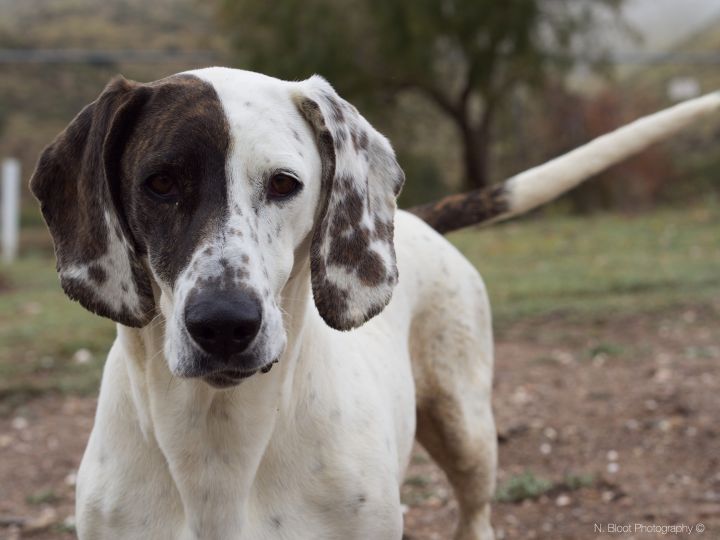 Basset catahoula sale mix