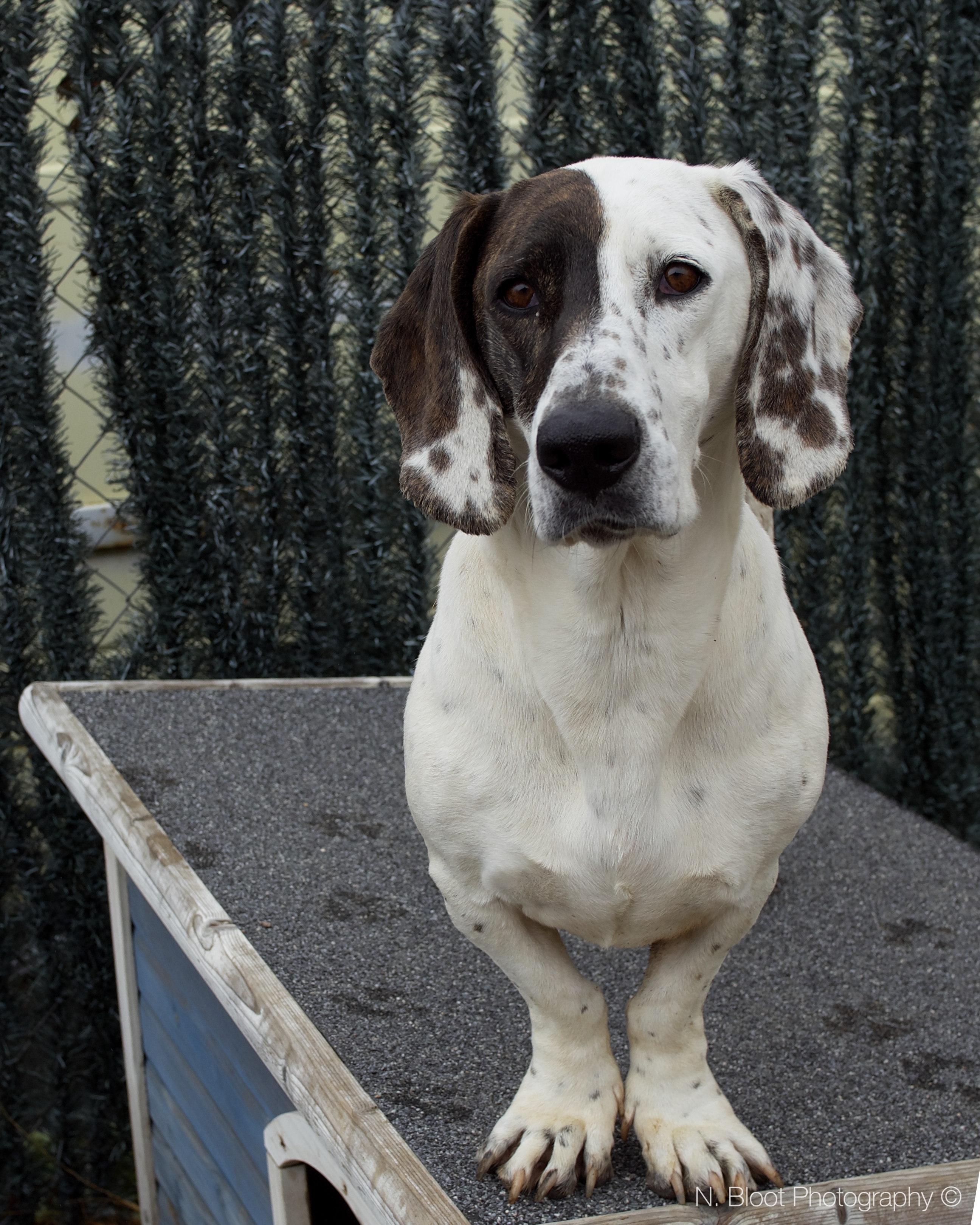 Ying Yang, an adoptable Catahoula Leopard Dog, Basset Hound in Acton, CA, 93510 | Photo Image 3
