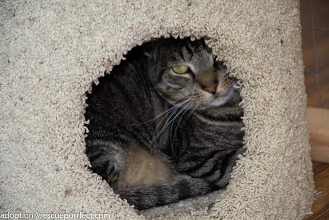 Chuckie, an adoptable Tabby in Bensalem, PA, 19020 | Photo Image 1