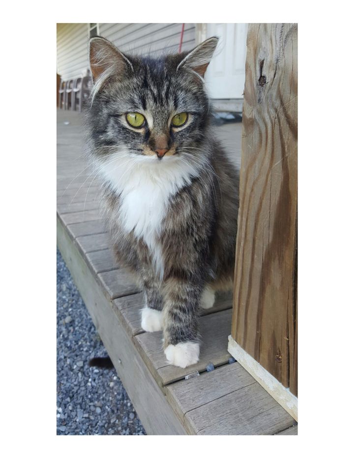 Cat for adoption - Slippers, a Maine Coon Mix in ...