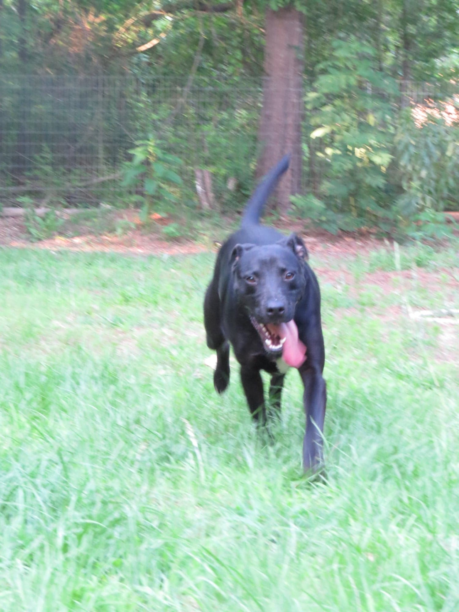 Luke, an adoptable Hound, Mixed Breed in Farmerville, LA, 71241 | Photo Image 2