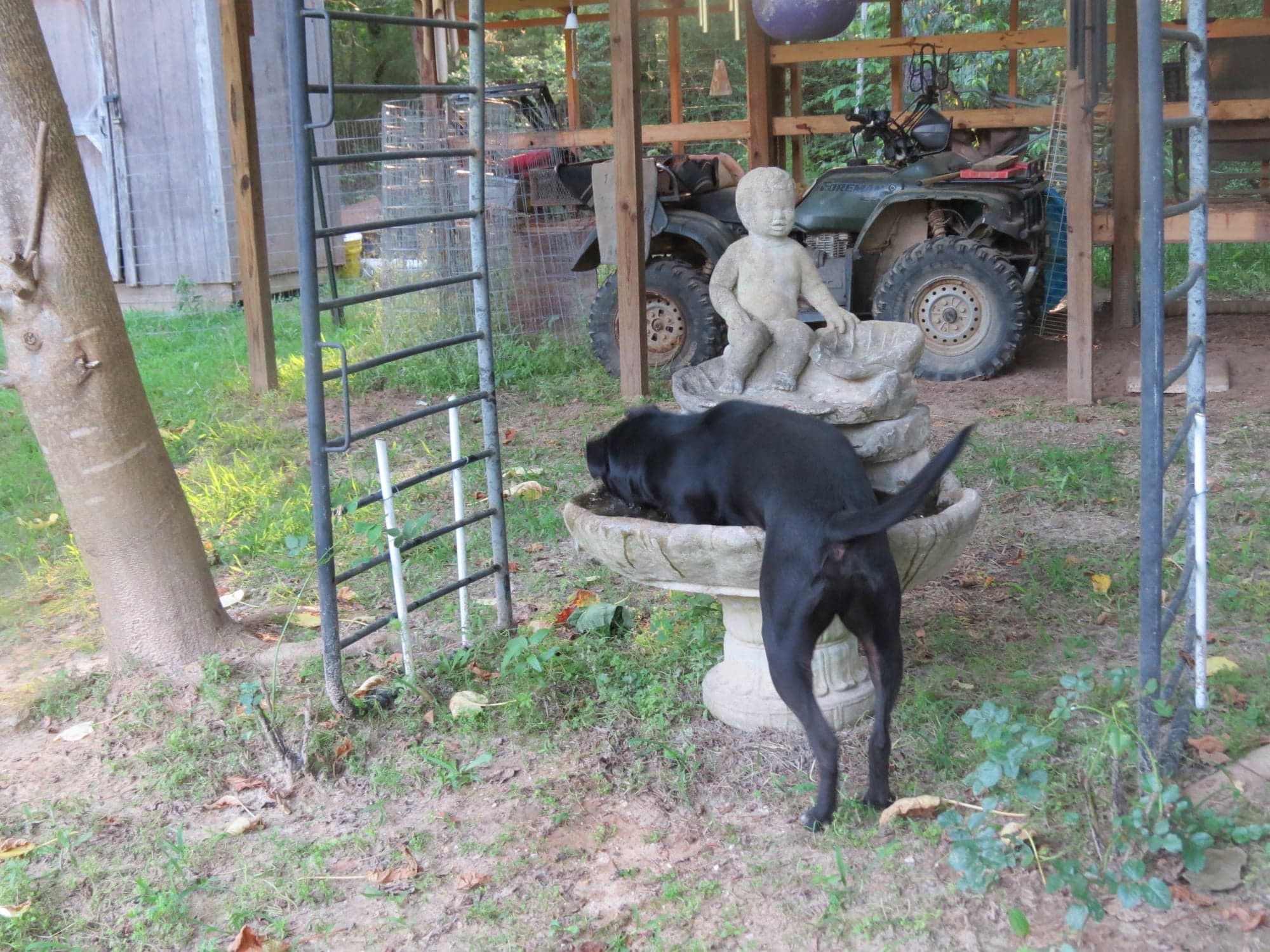 Luke, an adoptable Hound, Mixed Breed in Farmerville, LA, 71241 | Photo Image 3