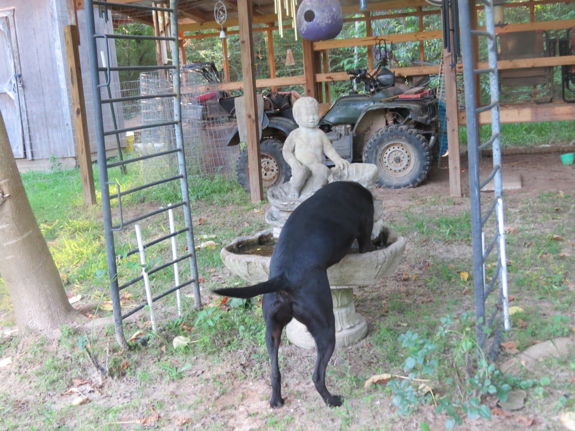 Luke, an adoptable Hound, Mixed Breed in Farmerville, LA, 71241 | Photo Image 4