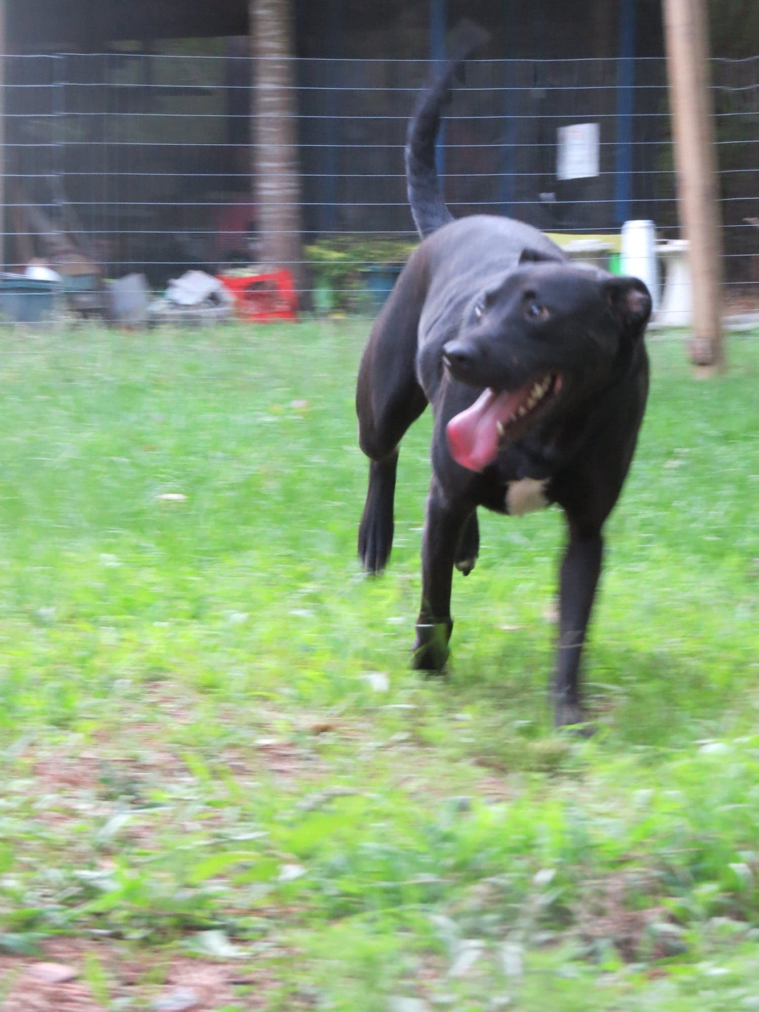 Luke, an adoptable Hound, Mixed Breed in Farmerville, LA, 71241 | Photo Image 5