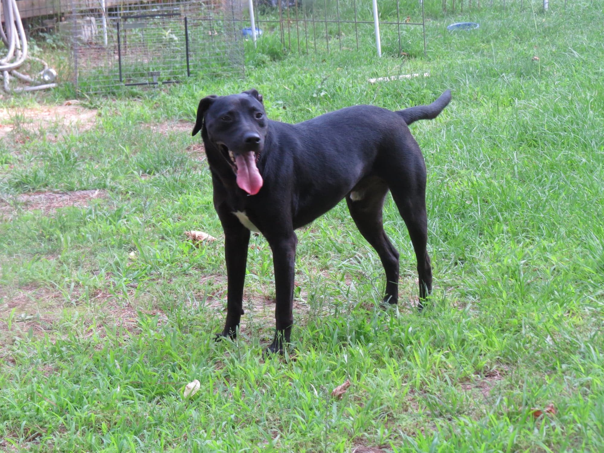 Luke, an adoptable Hound, Mixed Breed in Farmerville, LA, 71241 | Photo Image 6