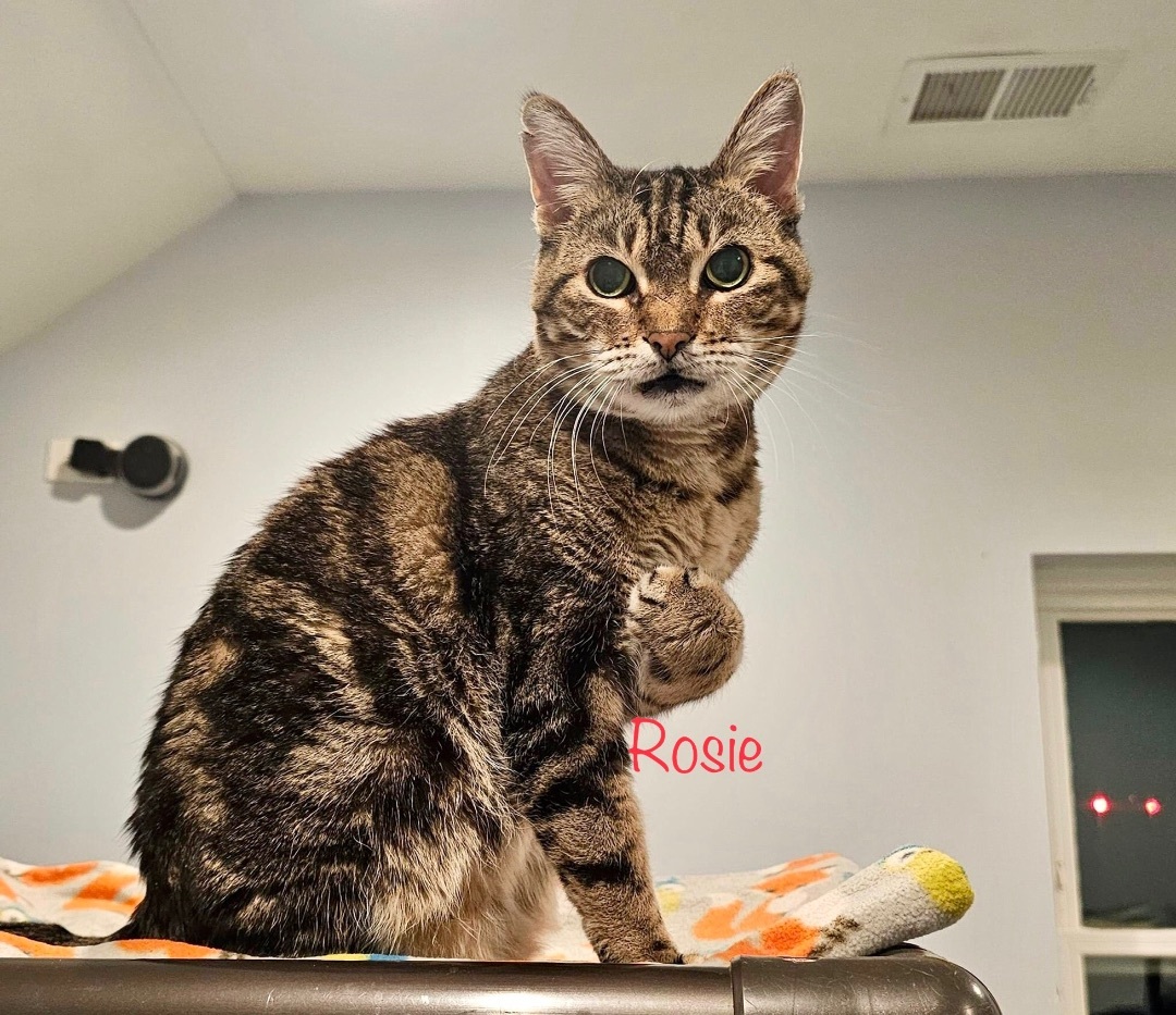 Rosie, an adoptable Bengal, Tabby in Palatine, IL, 60067 | Photo Image 2