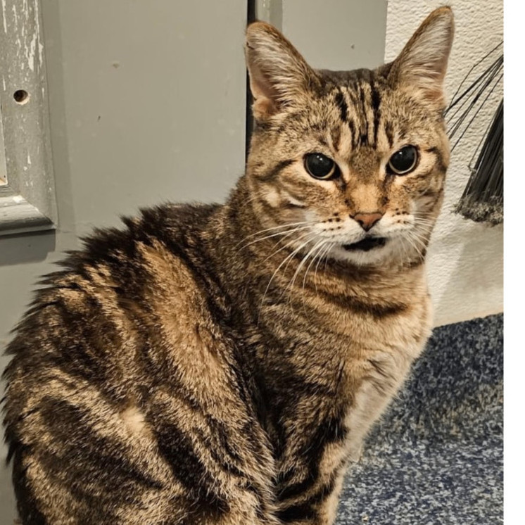 Rosie, an adoptable Bengal, Tabby in Palatine, IL, 60067 | Photo Image 3