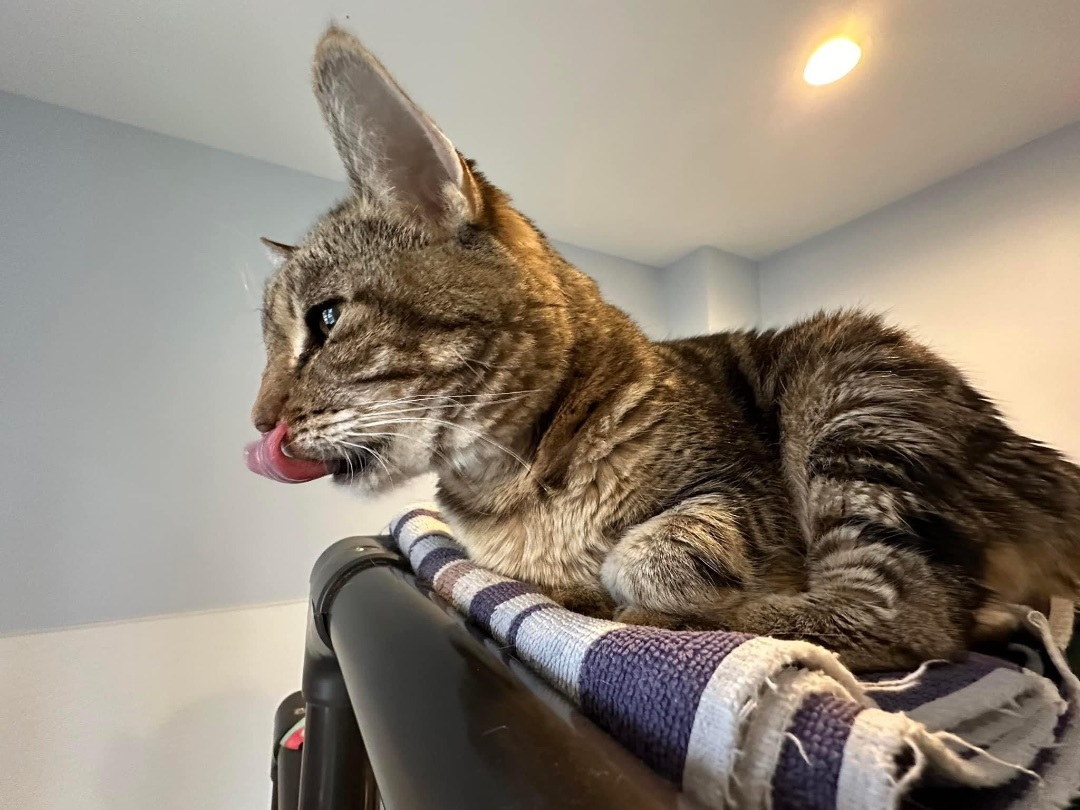 Rosie, an adoptable Bengal, Tabby in Palatine, IL, 60067 | Photo Image 4