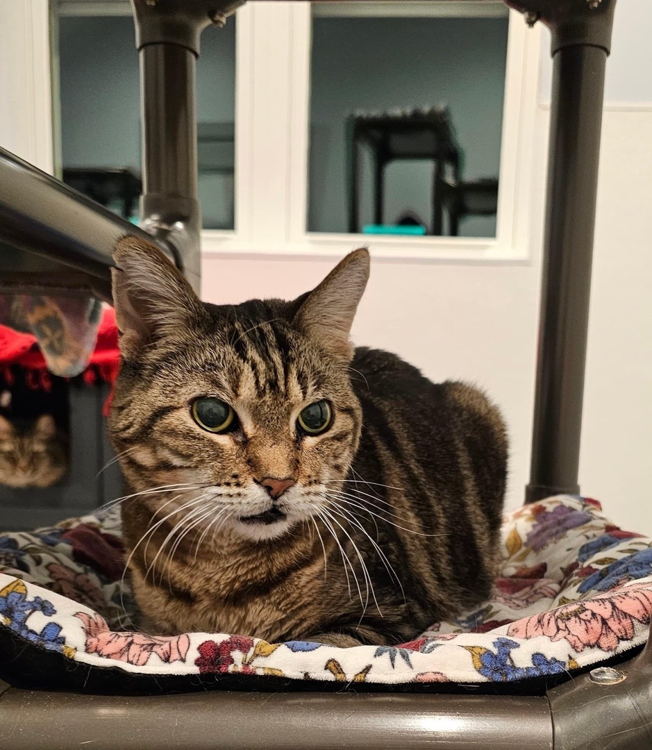 Rosie, an adoptable Bengal, Tabby in Palatine, IL, 60067 | Photo Image 5