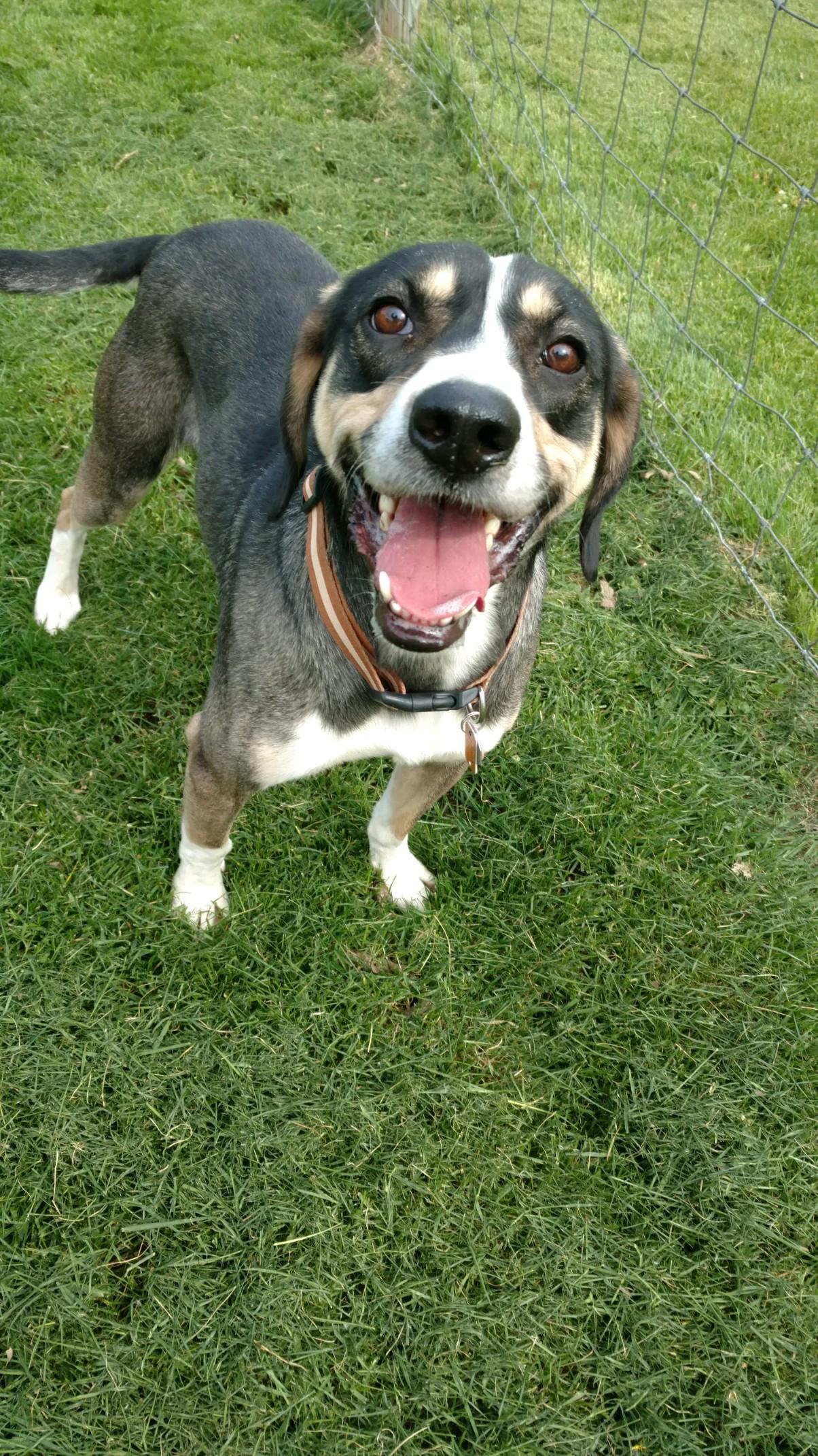 Chewy, an adoptable Hound in Ashland, OH, 44805 | Photo Image 2