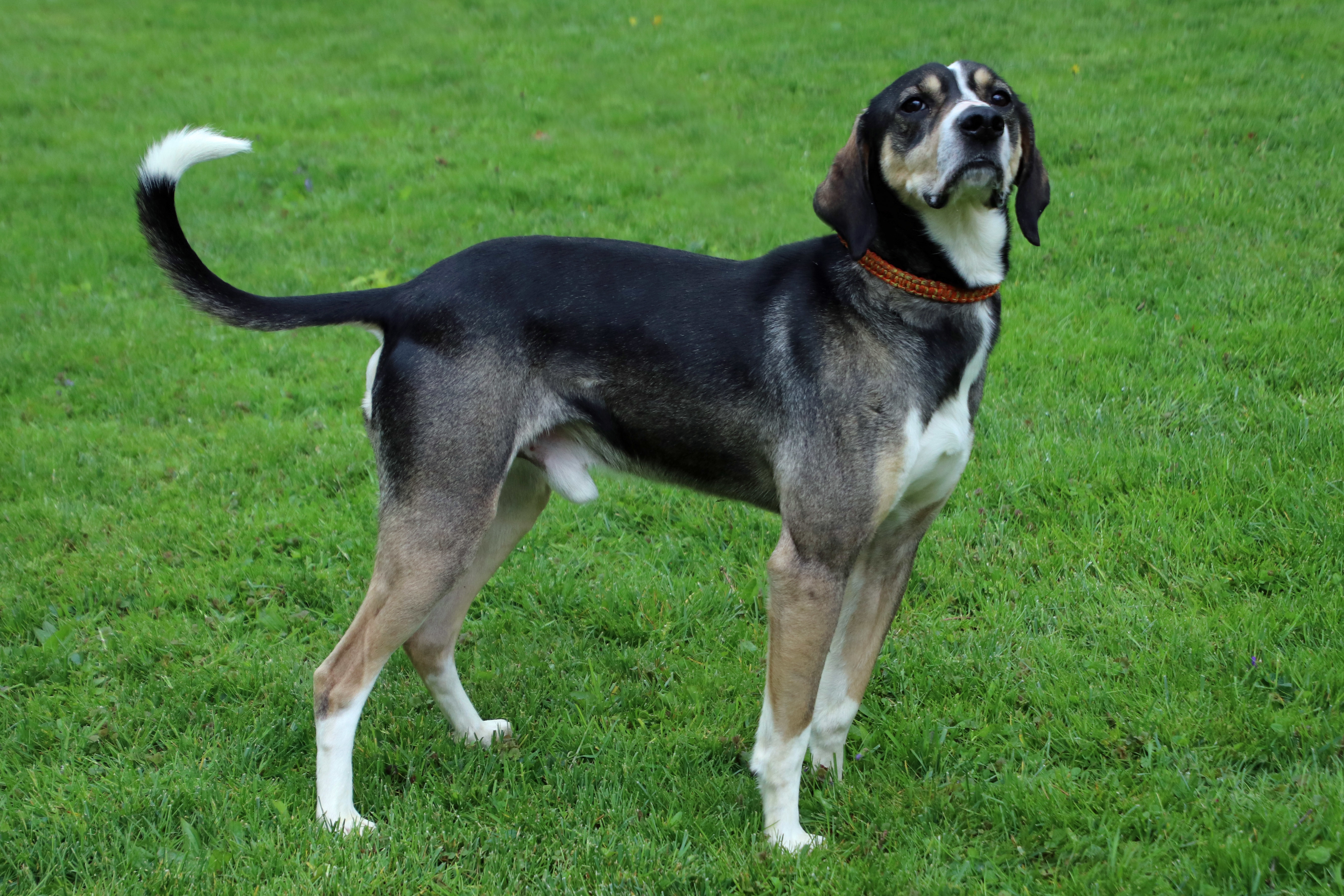 Chewy, an adoptable Hound in Ashland, OH, 44805 | Photo Image 3